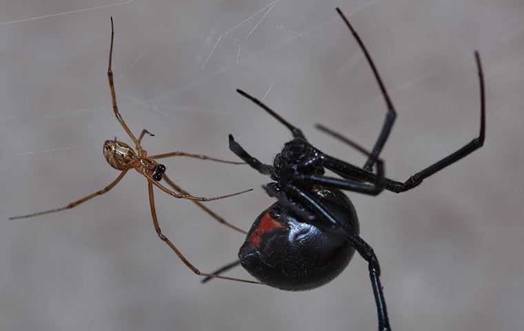 two black widow spiders in a web