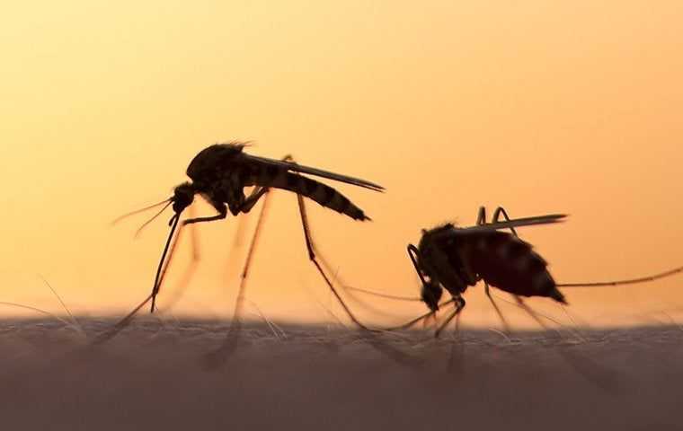 mosquito silhouettes
