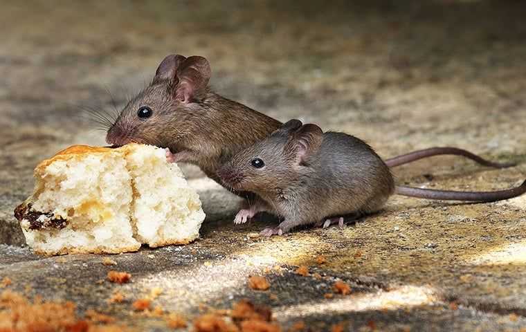 two rats eating garbage